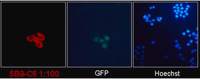 Anti-SARS-CoV-2 nucleocapsid Antibody, clone 5B9-C6