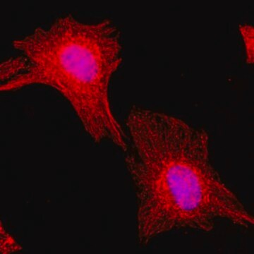 抗&#945;-微管蛋白抗体，兔单克隆 recombinant, expressed in HEK 293 cells, clone RM113, purified immunoglobulin