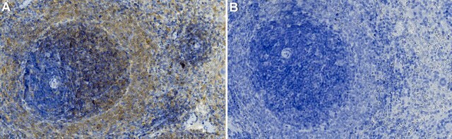 Anti-c-Rel Antibody, clone 4G9 ZooMAb&#174; Rabbit Monoclonal recombinant, expressed in HEK 293 cells