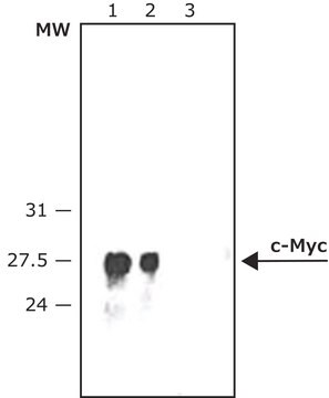 抗c-Myc抗体-ペルオキシダーゼ標識 ウサギ宿主抗体 affinity isolated antibody, buffered aqueous solution