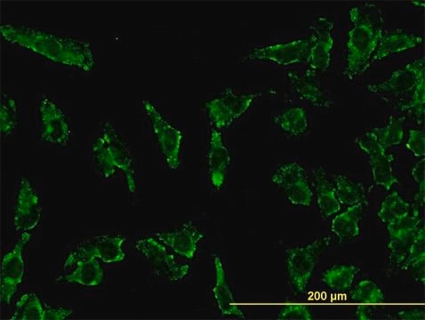 Monoclonal Anti-STAT3 antibody produced in mouse clone 4D6, purified immunoglobulin, buffered aqueous solution