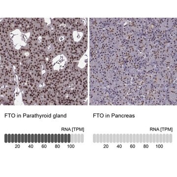 Anti-FTO Prestige Antibodies&#174; Powered by Atlas Antibodies, affinity isolated antibody