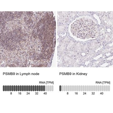 Anti-PSMB9 antibody produced in rabbit Prestige Antibodies&#174; Powered by Atlas Antibodies, affinity isolated antibody, buffered aqueous glycerol solution