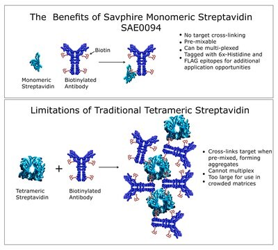 SAvPhire&#8482;, monomeres Streptavidin recombinant, expressed in E. coli, High Affinity