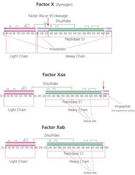 Factor X Activated (Xa) from bovine plasma aqueous glycerol solution