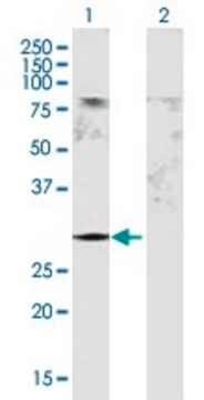 Anti-GSTM5 antibody produced in mouse purified immunoglobulin, buffered aqueous solution