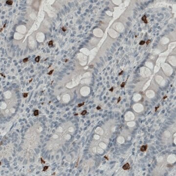 Monoclonal Anti-KIT antibody produced in mouse Prestige Antibodies&#174; Powered by Atlas Antibodies, clone CL1667, purified immunoglobulin, buffered aqueous glycerol solution