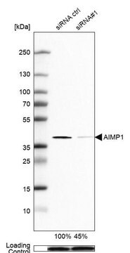 Anti-AIMP1 antibody produced in rabbit Prestige Antibodies&#174; Powered by Atlas Antibodies, affinity isolated antibody, buffered aqueous glycerol solution