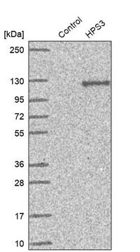 Anti-HPS3 antibody produced in rabbit Prestige Antibodies&#174; Powered by Atlas Antibodies, affinity isolated antibody, buffered aqueous glycerol solution