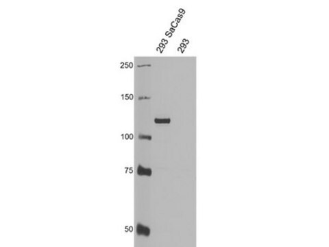 Przeciwciało anty-Cas9, C-końcowe Przeciwciało, klon 5F1 Przeciwciało, S. aureus clone 5F1, from mouse