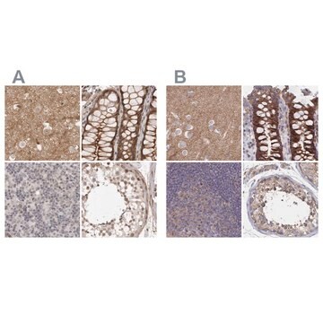 Anti-SORBS1 antibody produced in rabbit Prestige Antibodies&#174; Powered by Atlas Antibodies, affinity isolated antibody, buffered aqueous glycerol solution