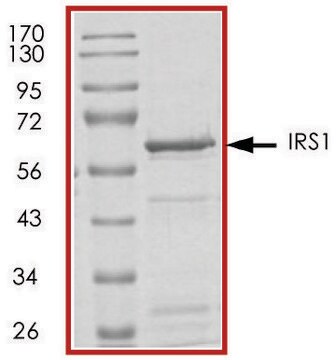 IRS1 (1-355), GST tagged human recombinant, expressed in E. coli, &#8805;70% (SDS-PAGE), buffered aqueous glycerol solution