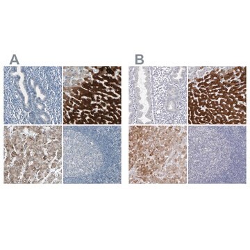 抗-CYP2E1 兔抗 Prestige Antibodies&#174; Powered by Atlas Antibodies, affinity isolated antibody, buffered aqueous glycerol solution