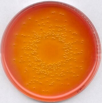 &#174; plus agar z dezoksycholanem laktozy for coliforms, suitable for microbiology