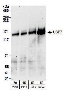 Goat anti-USP7 Antibody, Affinity Purified Powered by Bethyl Laboratories, Inc.