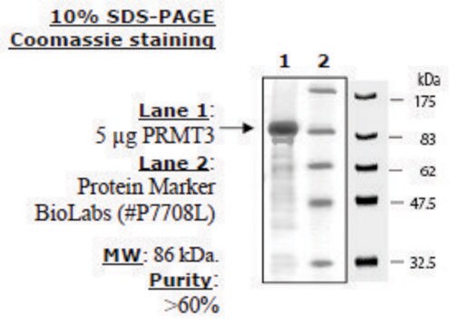 PRMT3 human recombinant, expressed in E. coli, &#8805;60% (SDS-PAGE)