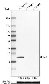 Anti-BAX antibody produced in rabbit Prestige Antibodies&#174; Powered by Atlas Antibodies, affinity isolated antibody, buffered aqueous glycerol solution