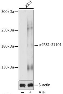 Przeciwciało anty-Phospho-IRS1-S1101produkowane u królików