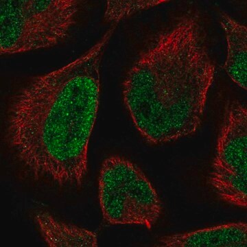 Anti-LCOR antibody produced in rabbit Prestige Antibodies&#174; Powered by Atlas Antibodies, affinity isolated antibody