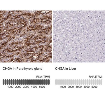 抗CHGA ウサギ宿主抗体 Prestige Antibodies&#174; Powered by Atlas Antibodies, affinity isolated antibody, buffered aqueous glycerol solution