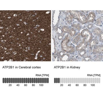 Anti-ATP2B1 antibody produced in rabbit Prestige Antibodies&#174; Powered by Atlas Antibodies, affinity isolated antibody, buffered aqueous glycerol solution