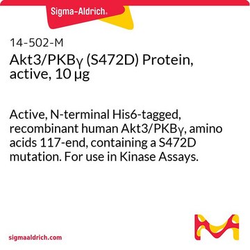 Akt3/PKB&#947; (S472D) Protein, active, 10 &#181;g Active, N-terminal His6-tagged, recombinant human Akt3/PKB&#947;, amino acids 117-end, containing a S472D mutation. For use in Kinase Assays.