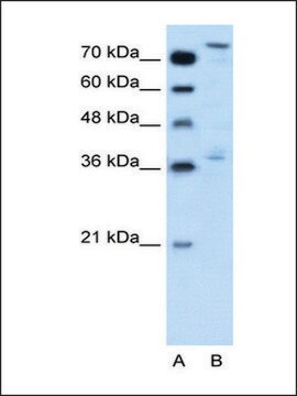 Anti-NFE2L3 antibody produced in rabbit affinity isolated antibody