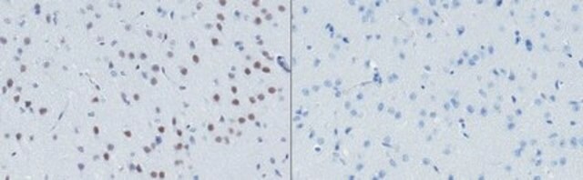 Anti-Sirt1(Sir2) Antibody, clone 3-10 Antibody, rabbit monoclonal clone 3-10, from rabbit