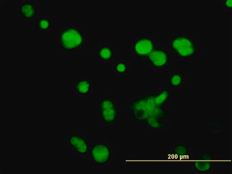 Monoclonal Anti-ATPIF1 antibody produced in mouse clone 3E2, purified immunoglobulin, buffered aqueous solution