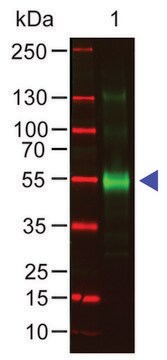 Anti-Monkey IgG (&#947;-chain specific) antibody produced in goat affinity isolated antibody, buffered aqueous solution