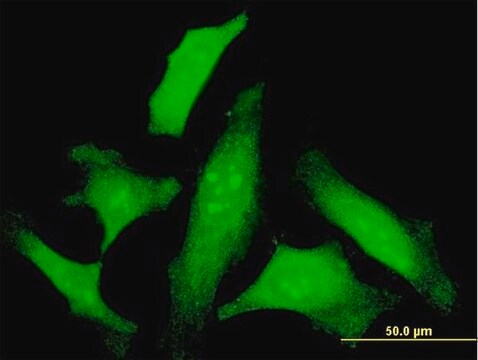 Monoclonal Anti-IL6, (C-terminal) antibody produced in mouse clone 3F4, purified immunoglobulin, buffered aqueous solution