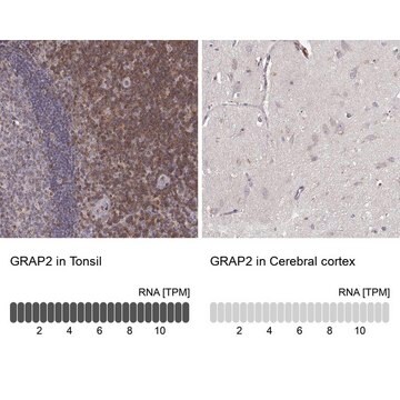 抗GRAP2抗体 ウサギ宿主抗体 Prestige Antibodies&#174; Powered by Atlas Antibodies, affinity isolated antibody, buffered aqueous glycerol solution