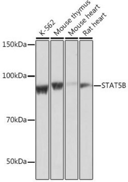 Anti- STAT5B antibody produced in rabbit