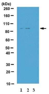 Przeciwciało anty-fosfo-IKK-epsilon (Ser172) from rabbit, purified by affinity chromatography