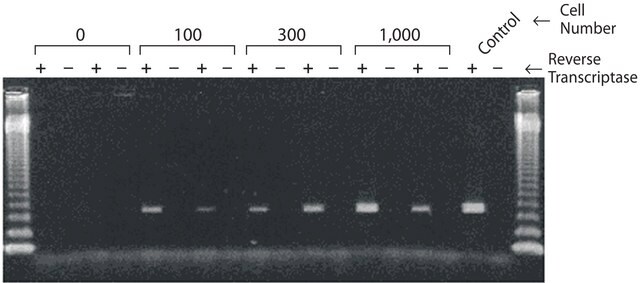 GenElute&#8482; Säugetier-Gesamt-RNA-Miniprep-Kit sufficient for 10&#160;purifications