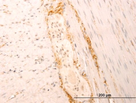 Monoclonal Anti-SYT1 antibody produced in mouse clone 1A6, purified immunoglobulin, buffered aqueous solution