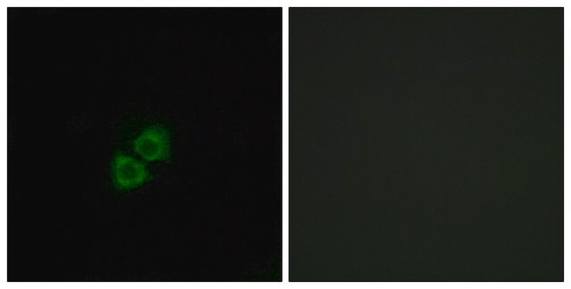 Anti-AIBP antibody produced in rabbit affinity isolated antibody