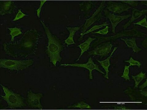 Monoclonal Anti-RPL32 antibody produced in mouse clone 1B11, purified immunoglobulin, buffered aqueous solution