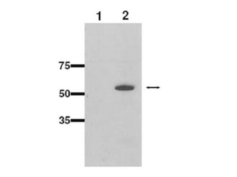 Anti-CYP2b10 Antibody serum, Chemicon&#174;