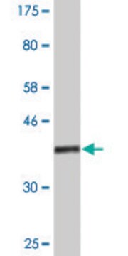 Monoclonal Anti-ASH2L antibody produced in mouse clone 4G7, purified immunoglobulin, buffered aqueous solution