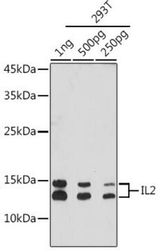 Anti-IL2 antibody produced in rabbit