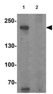 Anti-TET3 Antibody from rabbit, purified by affinity chromatography