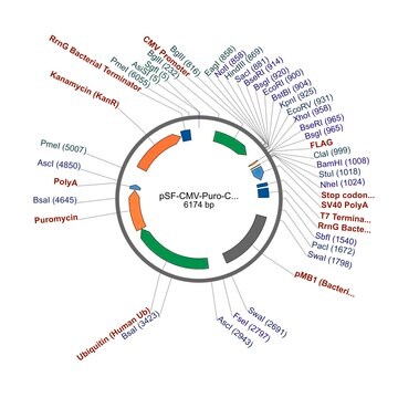 PSF-CMV-PURO-COOH-FLAG&#174; - C-TERMINAL FLAG&#174; TAG MAMMALIAN PLASMID plasmid vector for molecular cloning