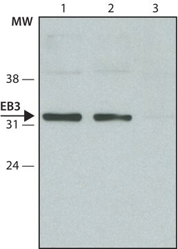 Anti-EB3 antibody produced in rabbit ~1.0&#160;mg/mL, affinity isolated antibody