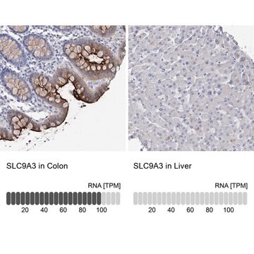 Anti-SLC9A3 antibody produced in rabbit Prestige Antibodies&#174; Powered by Atlas Antibodies, affinity isolated antibody, buffered aqueous glycerol solution