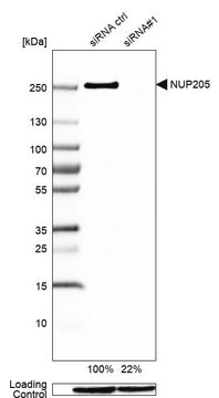 Anti-NUP205 antibody produced in rabbit Prestige Antibodies&#174; Powered by Atlas Antibodies, affinity isolated antibody, buffered aqueous glycerol solution