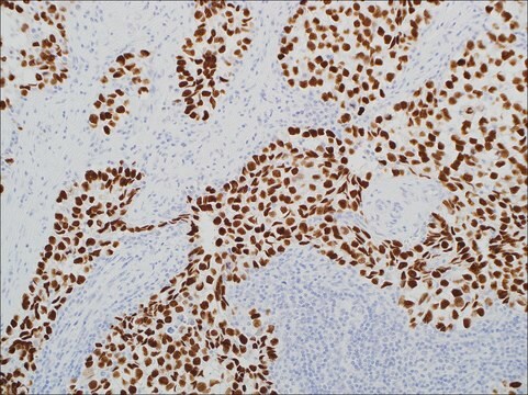 Nanog (EP225) Rabbit Monoclonal Primary Antibody