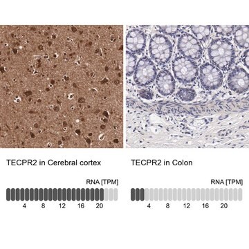 抗TECPR2抗体 ウサギ宿主抗体 Prestige Antibodies&#174; Powered by Atlas Antibodies, affinity isolated antibody, buffered aqueous glycerol solution