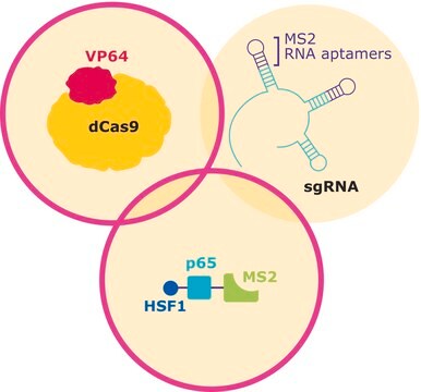 SAM CRISPRa Helper Construct Kit Plasmid DNA