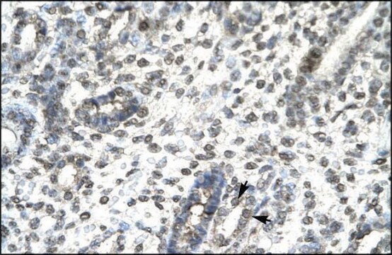 Anti-TBX21 antibody produced in rabbit affinity isolated antibody